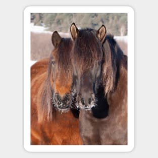 Two horses in winter Sticker